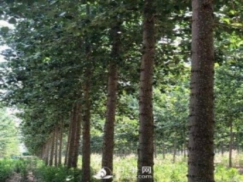 河南周口：培育出不飞絮的杨树新品种