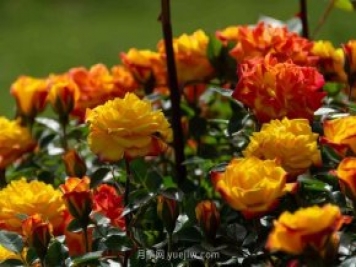 安阳市滑县森林公园月季花开放，赏花打卡正当时