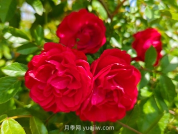 月季红木香爆花机器，花艳丽花量大花期长